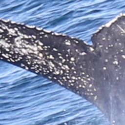 Fluke of HW-MN0804253