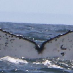 Fluke of HW-MN0804265
