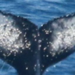 Fluke of HW-MN0804274