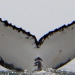 Fluke of HW-MN0804290