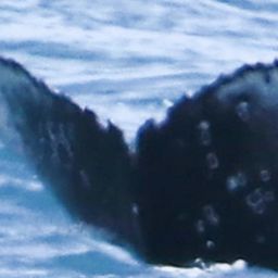Fluke of HW-MN0804303