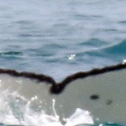 Fluke of HW-MN0804304