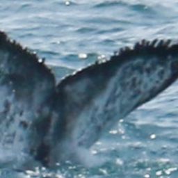 Fluke of HW-MN0804309
