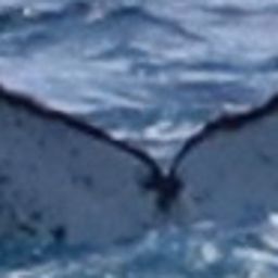 Fluke of HW-MN0804312