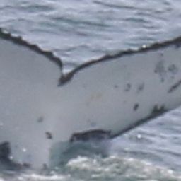 Fluke of HW-MN0804314