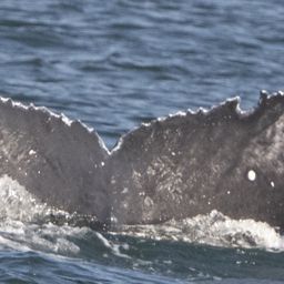 Fluke of CRC-22752