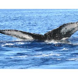 Fluke of HW-MN0440055