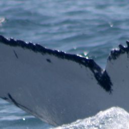 Fluke of PWF-EC_6623