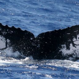 Fluke of HW-MN0440053