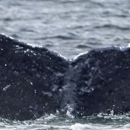 Fluke of Heterotheca