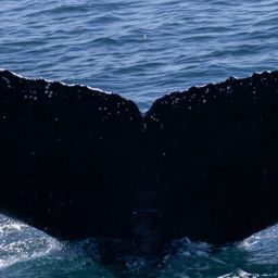Fluke of CRC-15039