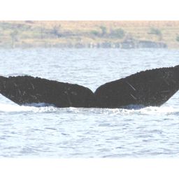Fluke of HW-MN0440071
