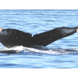 Fluke of HW-MN0440079