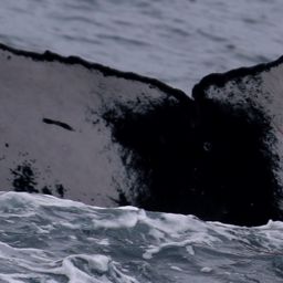 Fluke of PWF-EC_6510