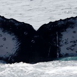 Fluke of PWF-EC_6485