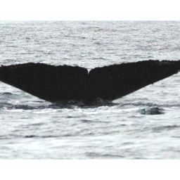 Fluke of нафаня