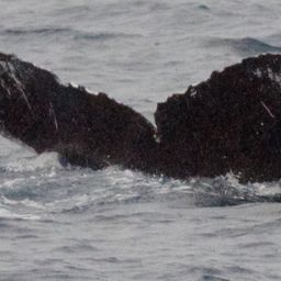Fluke of HW-MN0440035