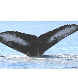 Fluke of HW-MN0440091