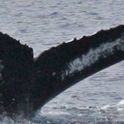 Fluke of HW-MN0440093
