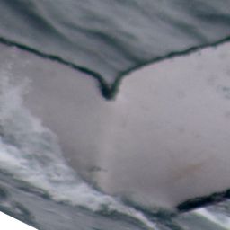 Fluke of PWF-EC_6675