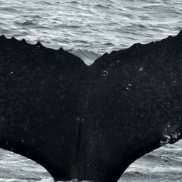 Fluke of PWF-EC_6727