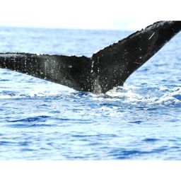 Fluke of HW-MN0440083