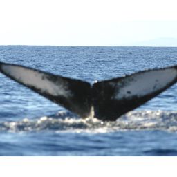 Fluke of HW-MN0440048