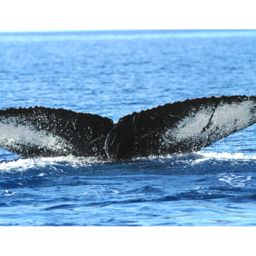Fluke of HW-MN0440126