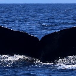 Fluke of HW-MN0440133