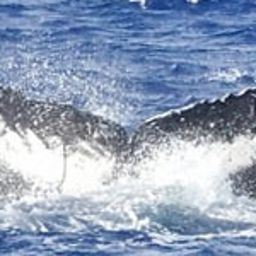 Fluke of BCZ0001