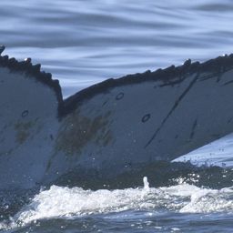 Fluke of HW-MN0804332