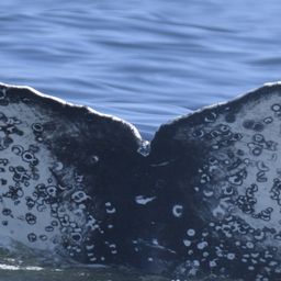Fluke of HW-MN0804333