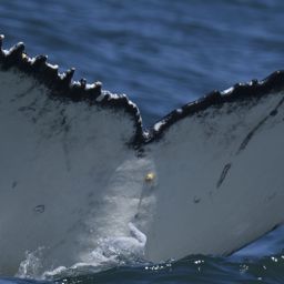 Fluke of HW-MN0804335
