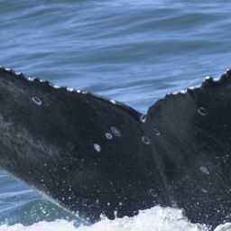 Fluke of HW-MN0804336