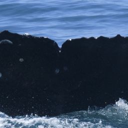 Fluke of HW-MN0804343
