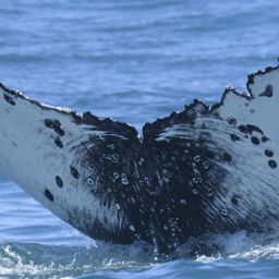 Fluke of HW-MN0804344