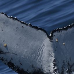 Fluke of HW-MN0804345