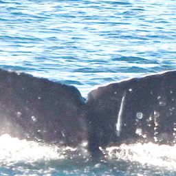 Fluke of GWAK-P407
