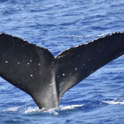 Fluke of HW-MN0440066