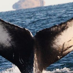 Fluke of 2024 calf of Thorette