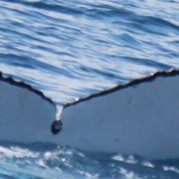 Fluke of 2024 calf of RUBY