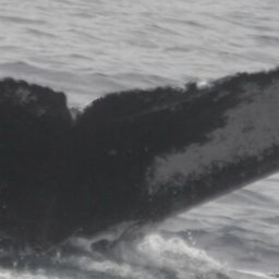 Fluke of HW-MN0440042
