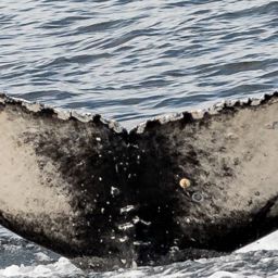 Fluke of 2024 calf of SuperNova