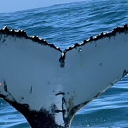 Fluke of HW-MN0804346