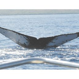 Fluke of HW-MN0440017