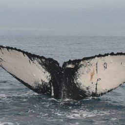 Fluke of HW-MN0440021