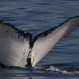 Fluke of HI03-0073