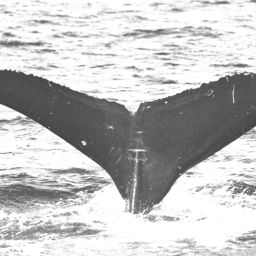 Fluke of HW-MN0440019