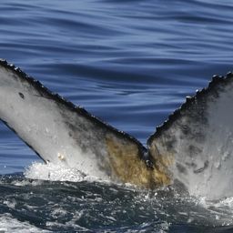 Fluke of HW-MN0804348