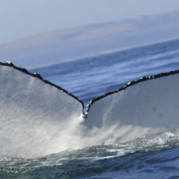 Fluke of HW-MN0804351